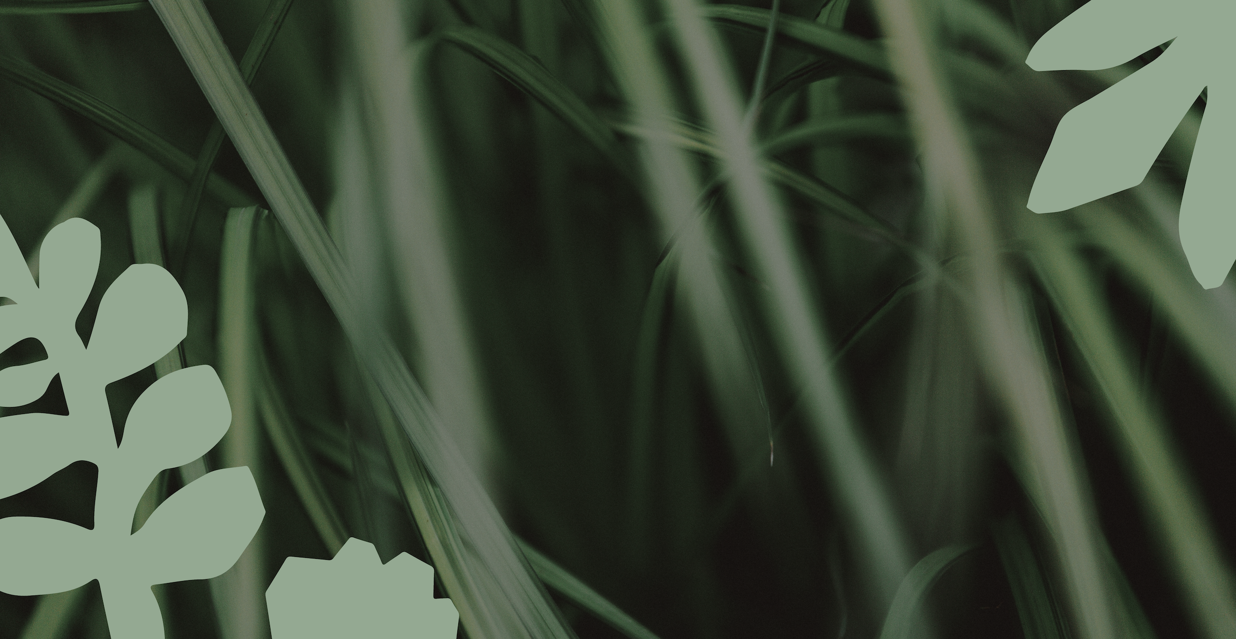 Soft-focus green leaves creating a calm, nature-inspired background for a Bermuda landscaping brand